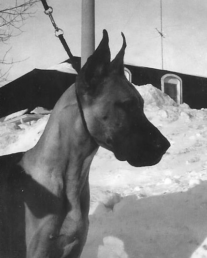 Bantry Viscount Titandane 10 mos